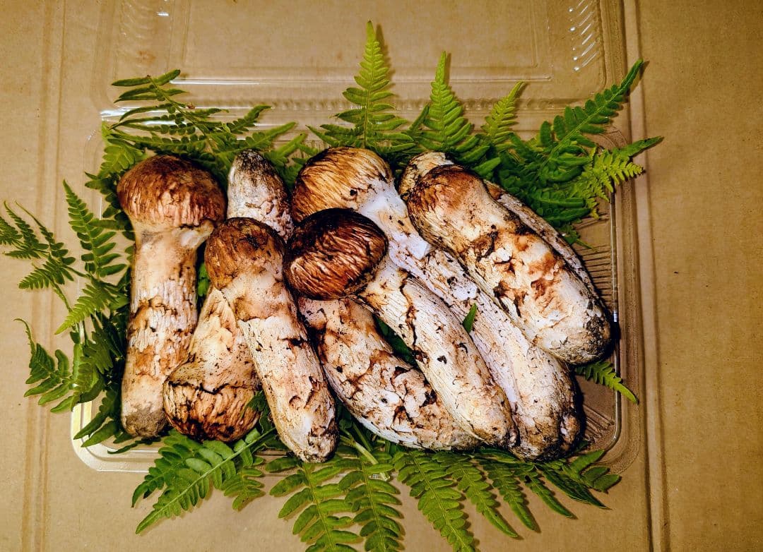 タ*ウ様 ◆岩手県産の松茸です【重さ 364g】新鮮クール便にて即発送◆これで最