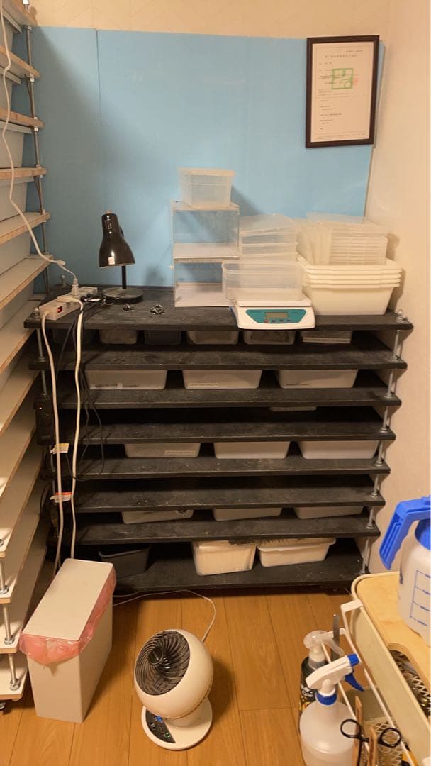 不知火Ω 値下げ交渉あり！スネークラック