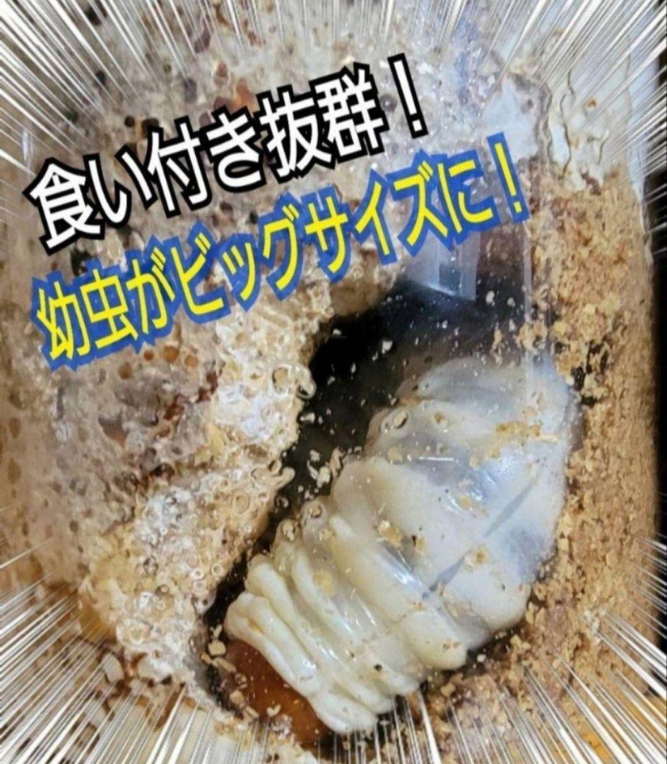 極上！ヒマラヤひらたけ菌糸瓶　特大1500mlボトル【8本】トレハロース強化配合