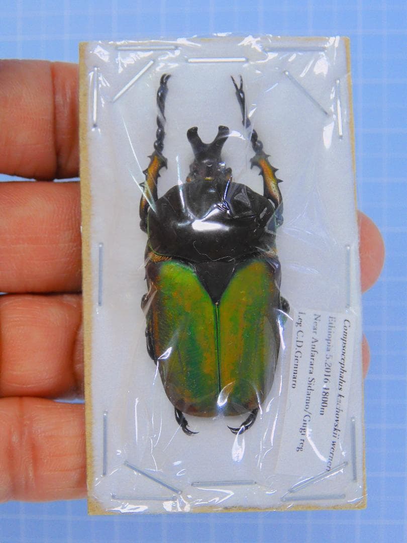 エチオピア産　ウエルナービロードツノカナブン　40mm