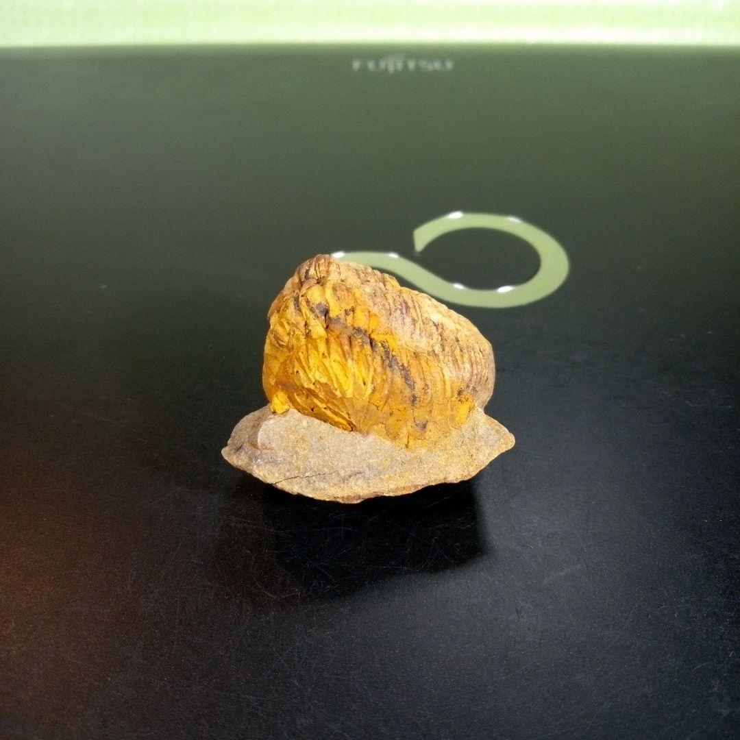 三葉虫　化石　fossil　ボリビア　trilobite　三葉虫綱　三葉虫管理⑩