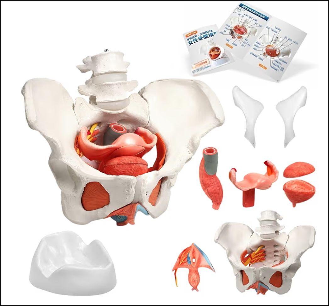 KIYOMARU 骨盤底筋付き女性骨盤模型 人体模型 8パーツ 理学療法士