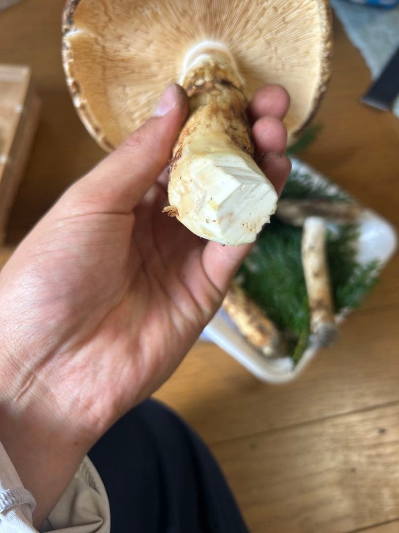 松茸 国産 信州産 長野県産 傘開き