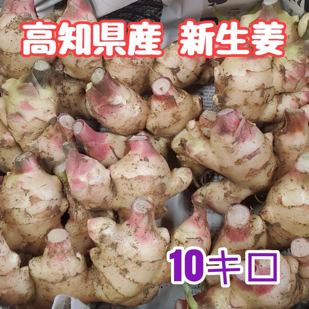 高知県産 土付き新生姜10kg