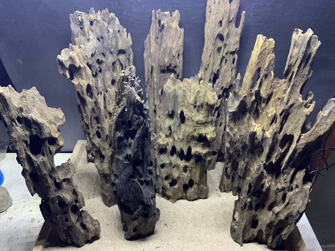 7[新品 特大のみ]マシンガンウッド9本★流木 水槽　レイアウト　アクアリウム