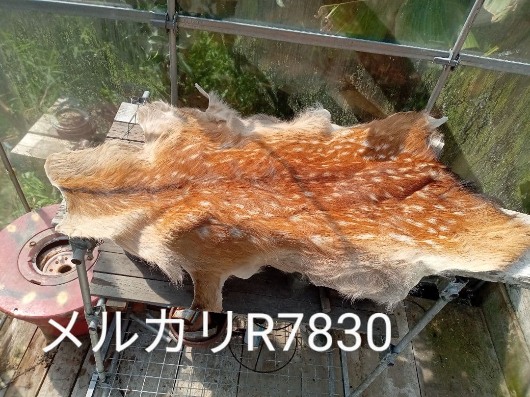 特上　天然日本鹿　夏毛　ラグ