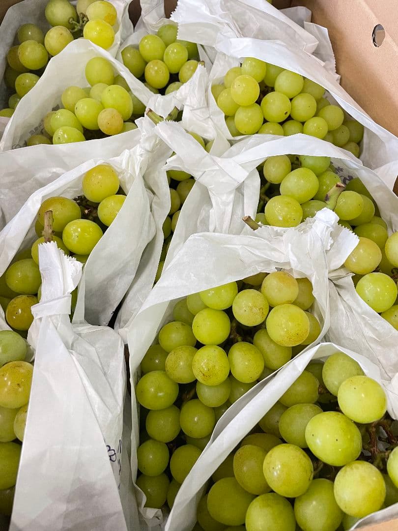 シャインマスカット5kg 房入り 訳あり ラスト