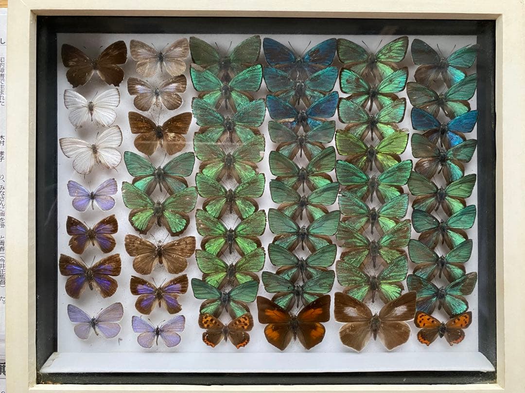 蝶々標本52頭　木製額(ガラス) 約21cm x 27cm