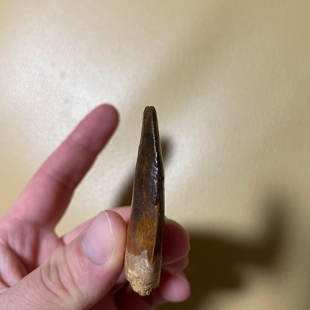 カルカロドントサウルス 化石 歯 牙 恐竜 ティラノサウルス T-REX 本物