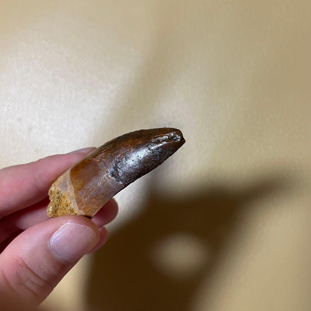 カルカロドントサウルス 化石 歯 牙 恐竜 ティラノサウルス T-REX 本物