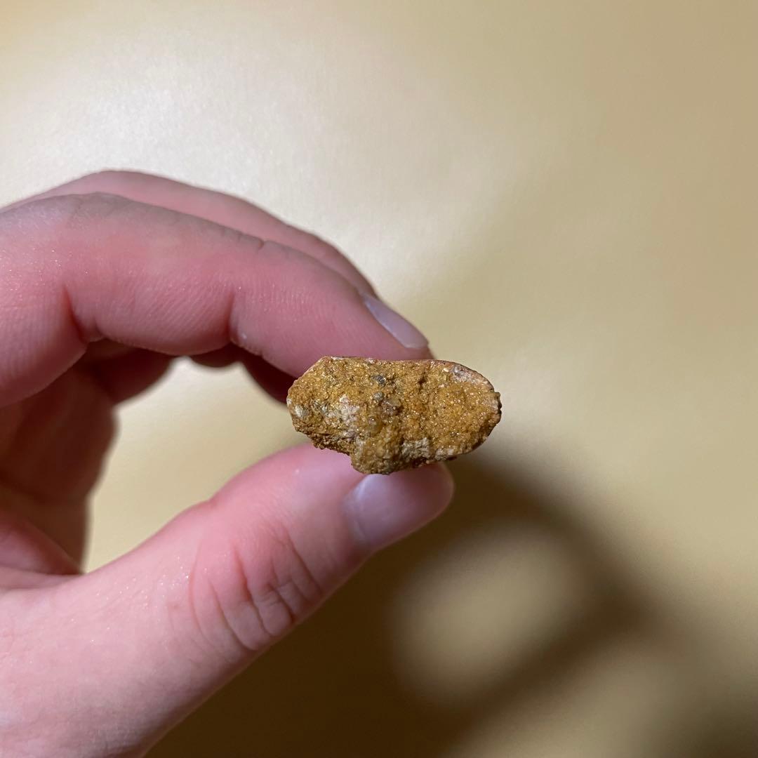 カルカロドントサウルス 化石 歯 牙 恐竜 ティラノサウルス T-REX 本物