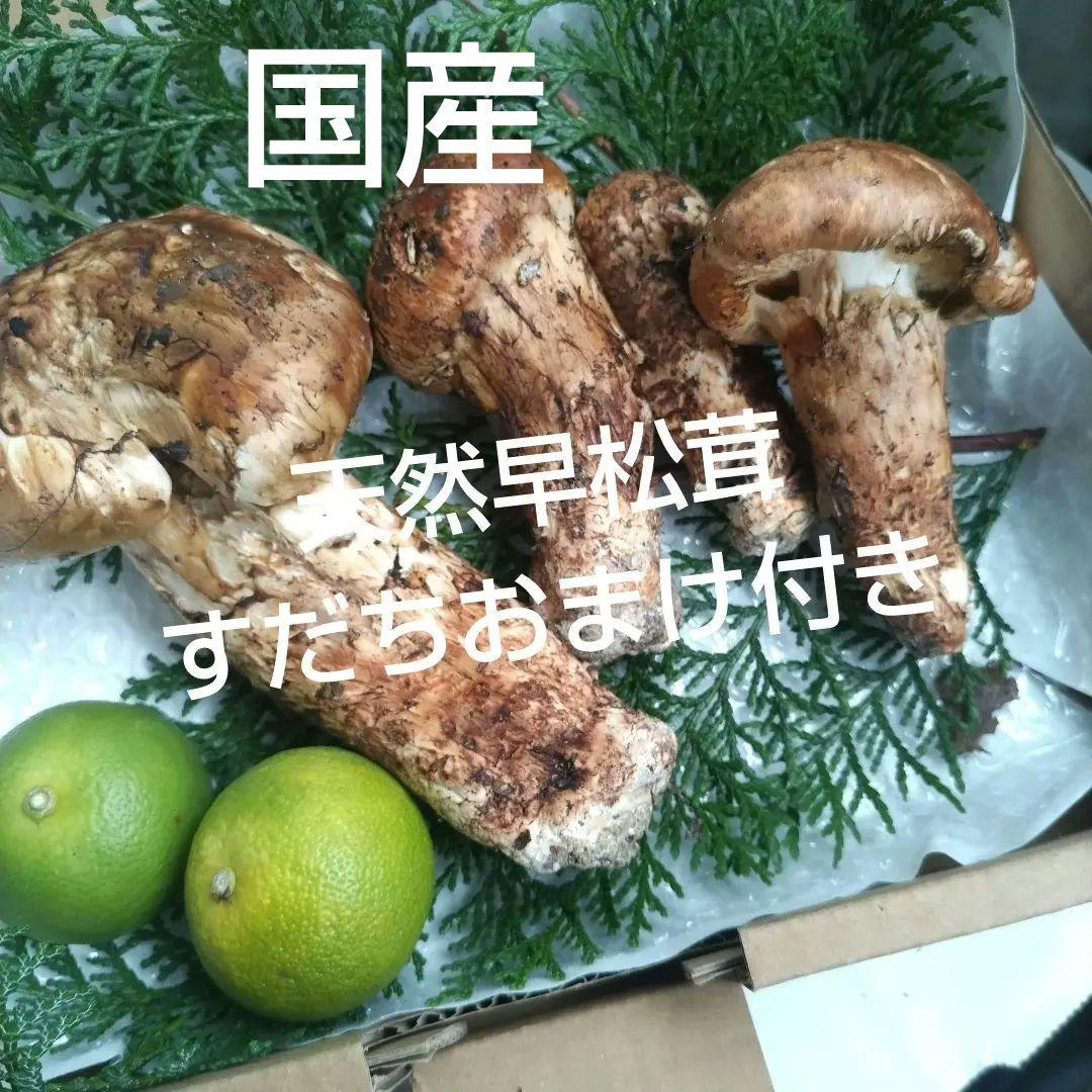 天然、新鮮早松とおまけすだち国産