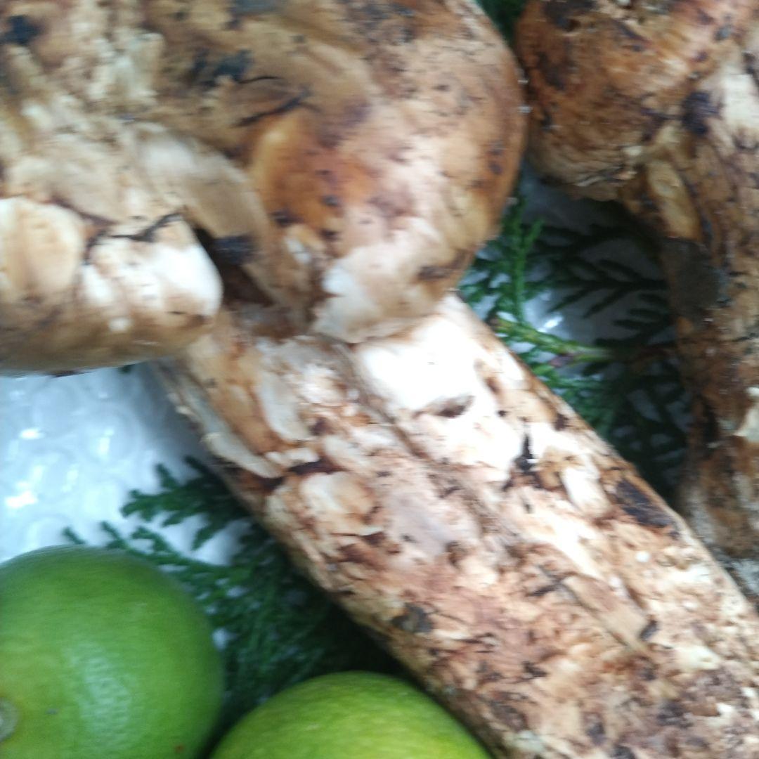 天然、新鮮早松とおまけすだち国産