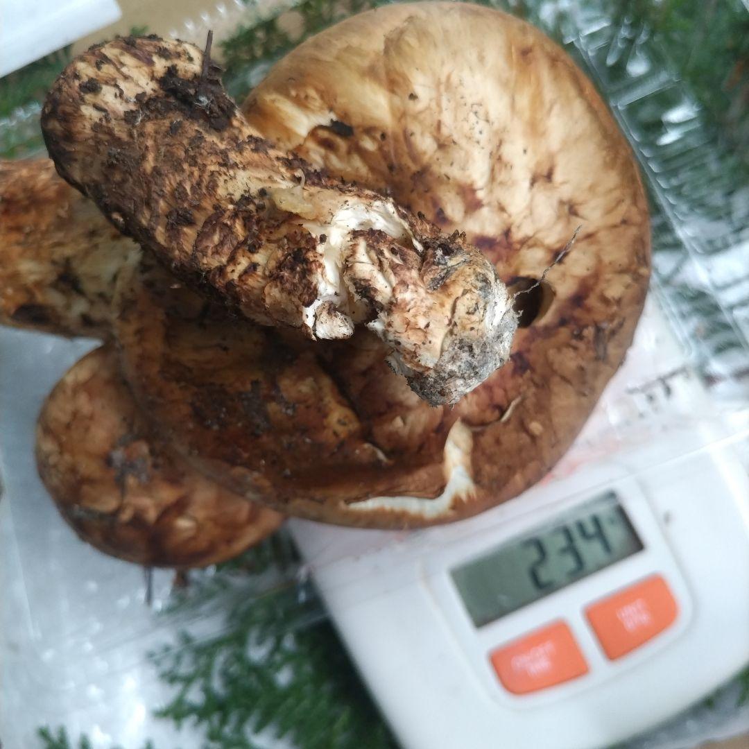 天然、新鮮早松とおまけすだち国産