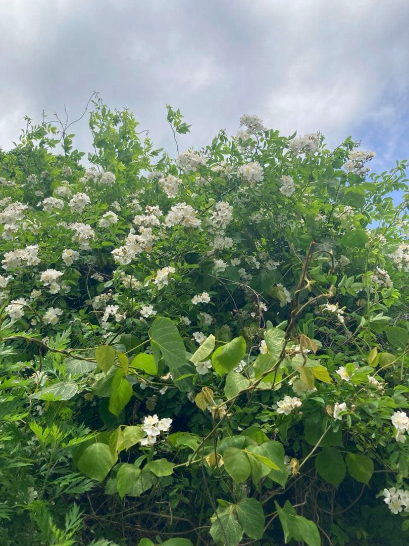 Ark 1 Datum pointさま専用　日本蜜蜂　生ハチミツ　1120g✖️2