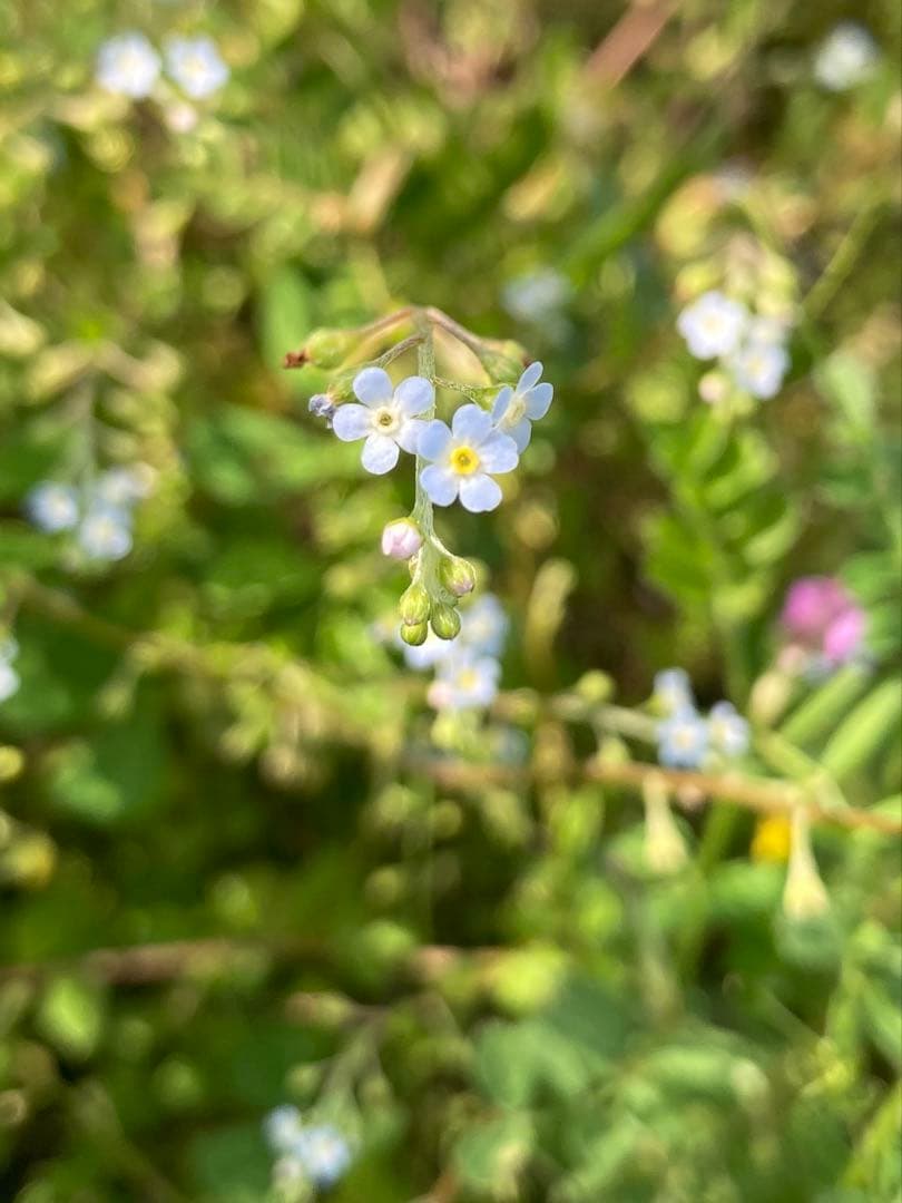 Ark 1 Datum pointさま専用　日本蜜蜂　生ハチミツ　1120g✖️2