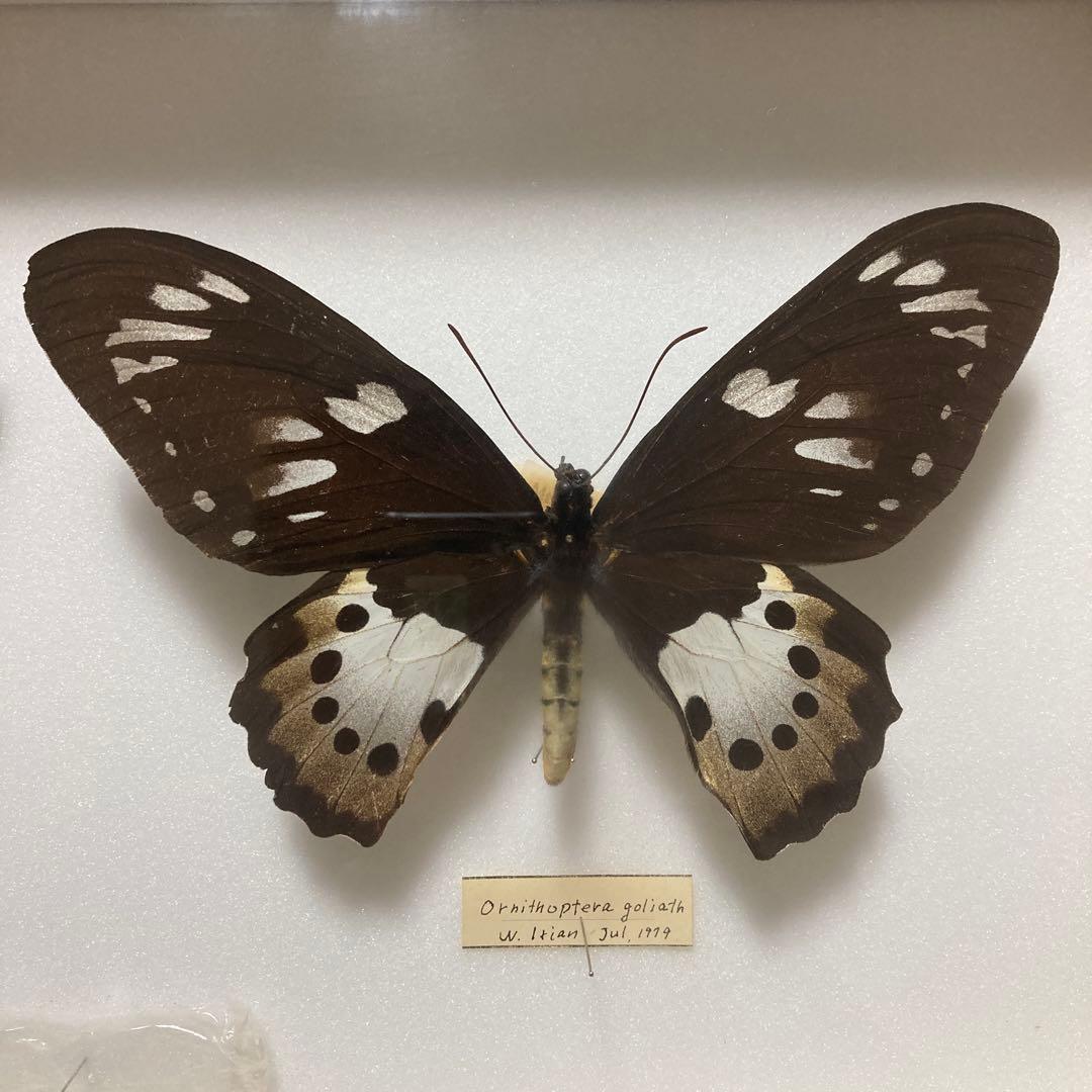 ゴライアストリバネアゲハ　ペア 蝶 標本　昆虫