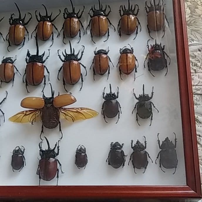 ゴホンヅノカブト系標本