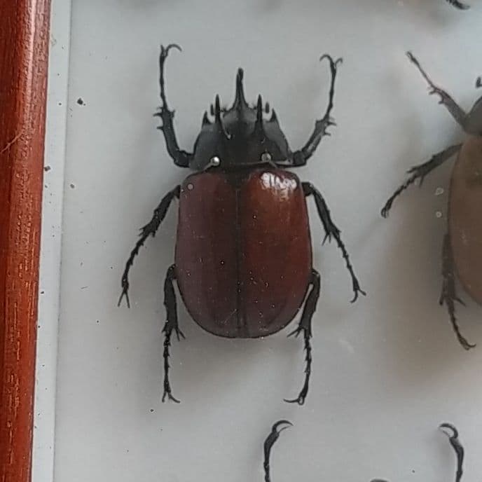 ゴホンヅノカブト系標本