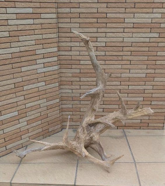 流木(630)　大型流木2点セット　アクアリウム　テラリウム