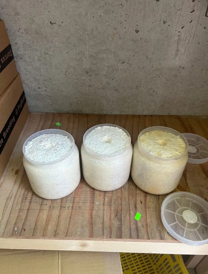 カワラ菌糸瓶 産卵用1400入手困難6本セット