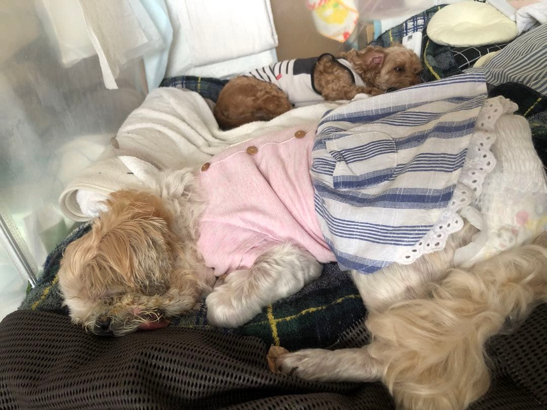 【◯◯様用】実物お写真 ペット 滑止 肉球 足裏 犬 (36cm 単位売)