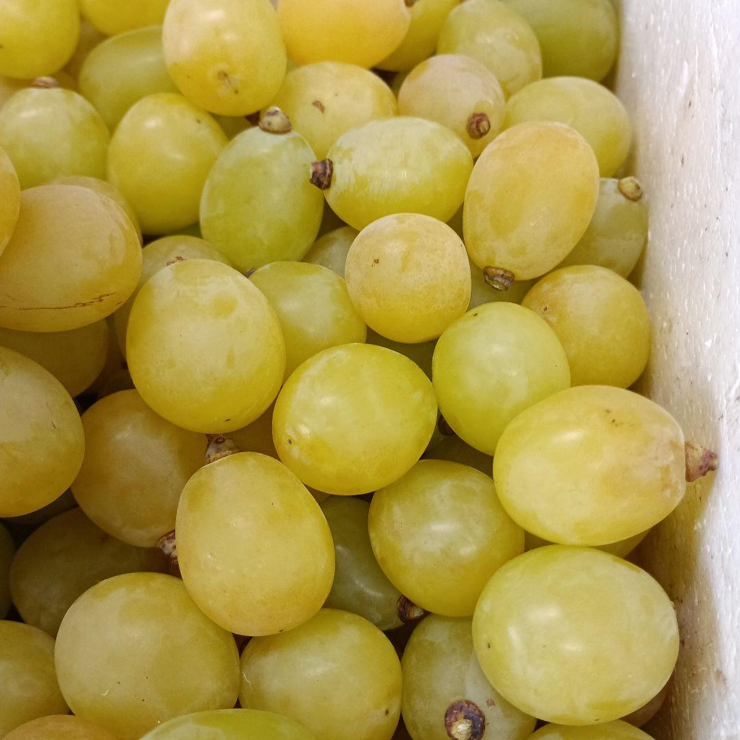 シャインマスカット大粒完熟多めの、徳用5.5キロ入りの粒バック入りになります。