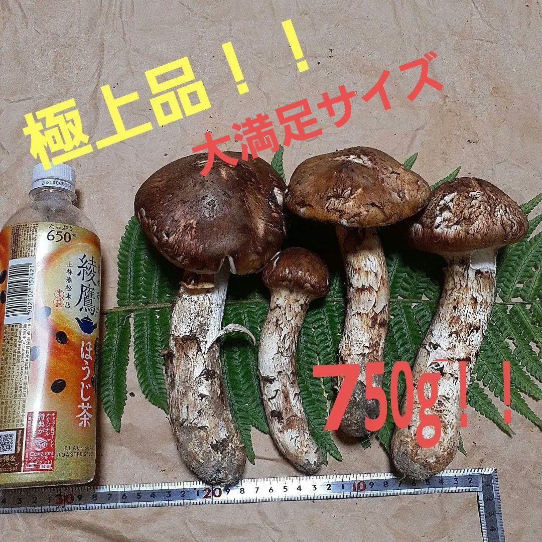 岩手県産松茸　本日採れ　送料込み！！