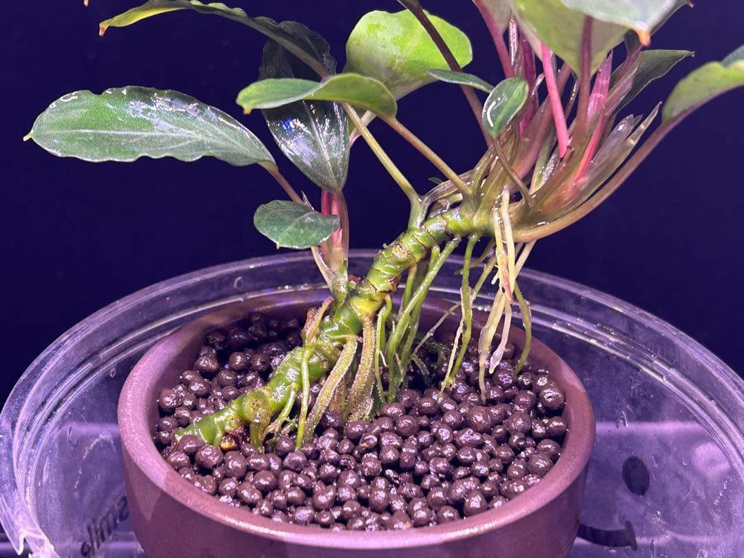 【TB便】Bucephalandra sp.Pearl gray 群生水上育成株