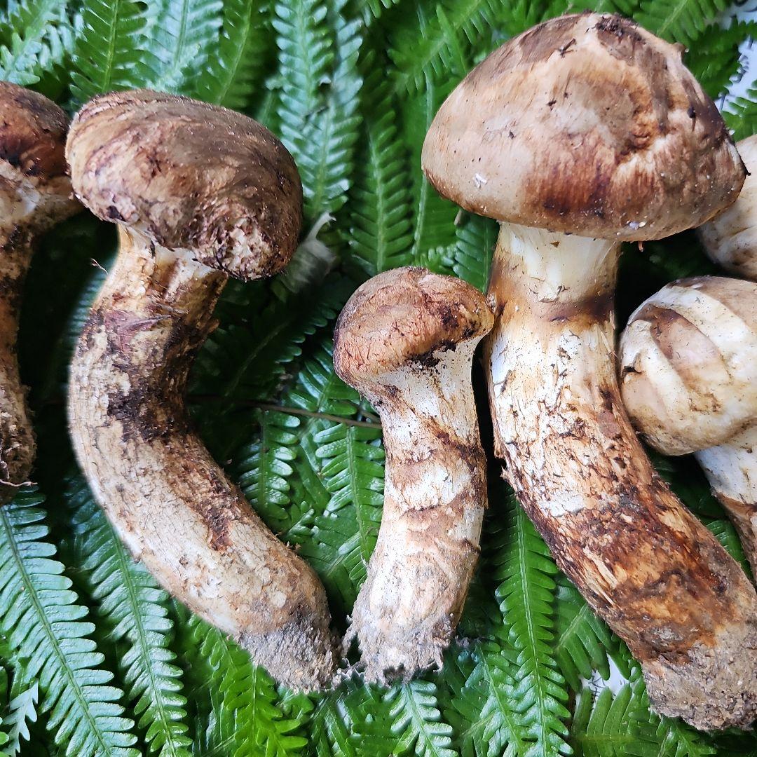 広島県産 松茸　239g