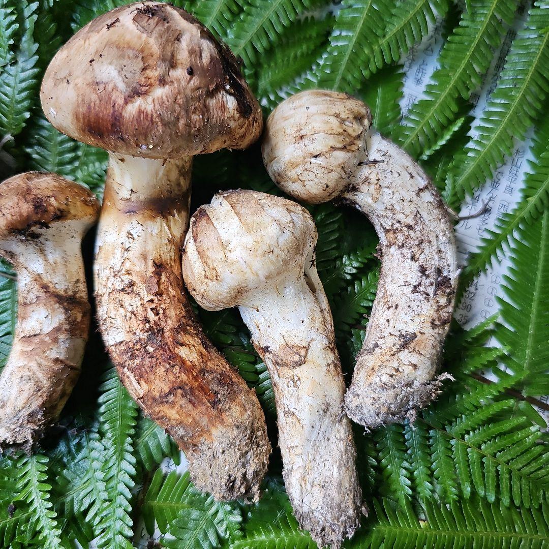 広島県産 松茸　239g