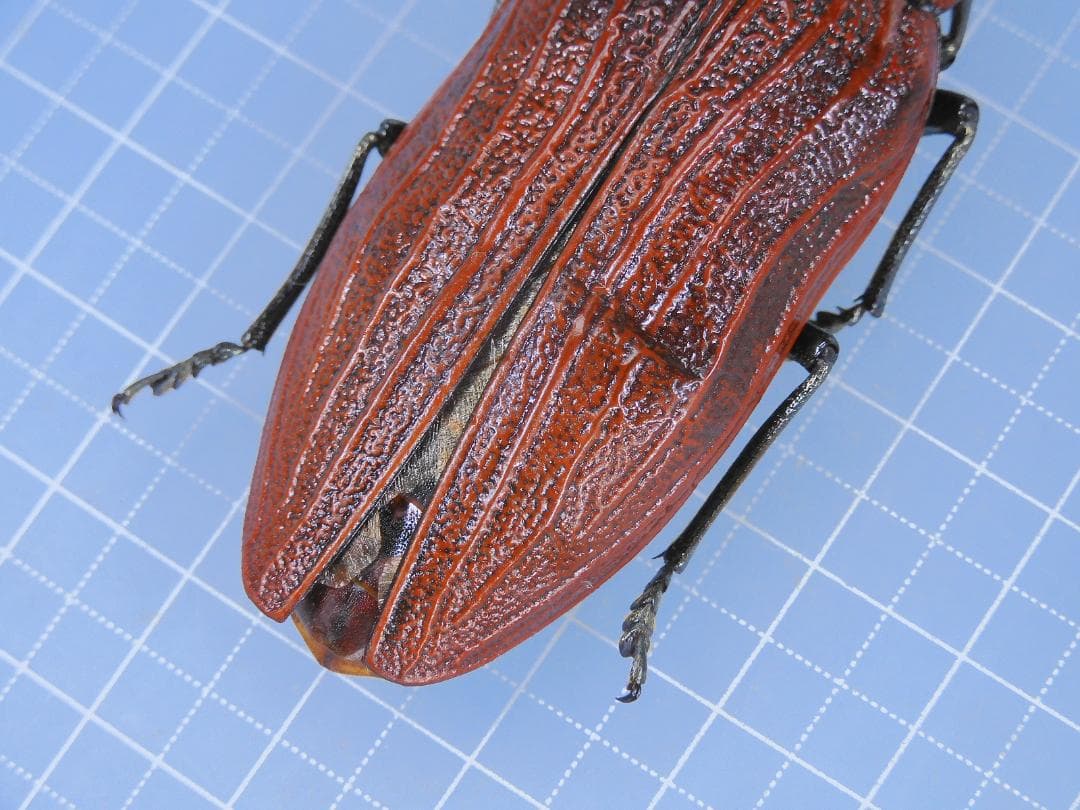 標本 Australia Themognatha heros 65mm