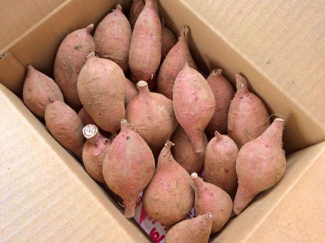 安納芋種子島産　MLのサイズ20kgさつまいも王道 どんと　#10
