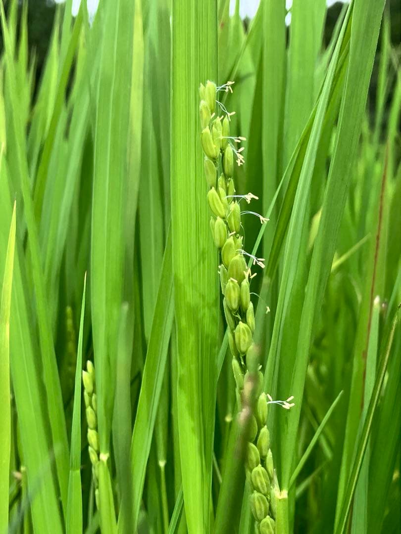 令和7年産【丹波篠山コシヒカリ】玄米10kg 7年産も極上米/食味値87点