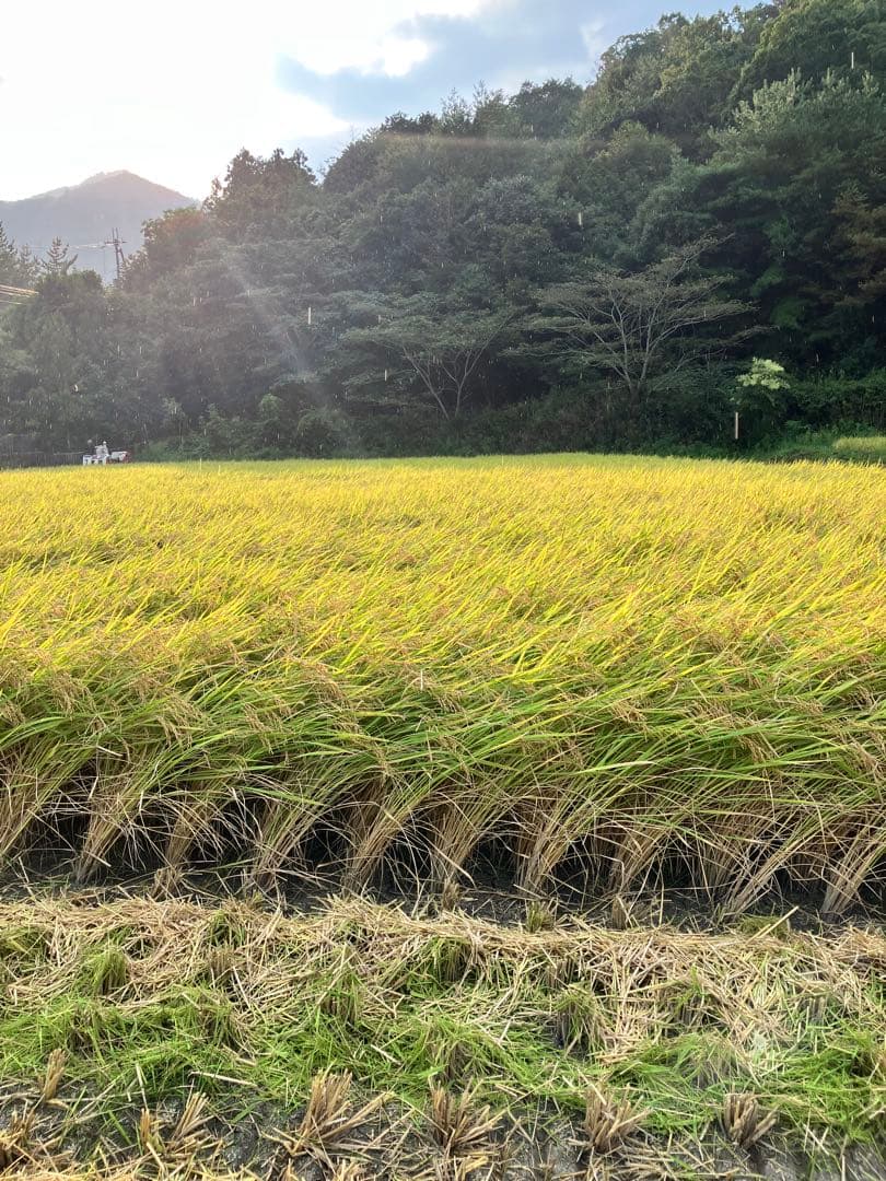 令和7年産【丹波篠山コシヒカリ】玄米10kg 7年産も極上米/食味値87点