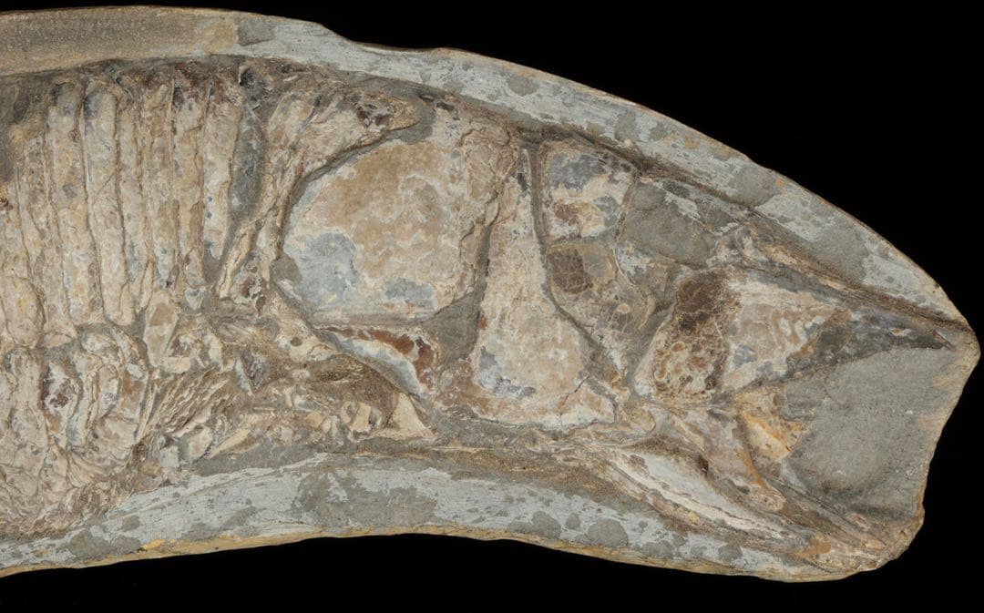 白亜紀前期 サンタナ層産 古代魚化石 魚類化石 クラドキクルス 骨格 標本