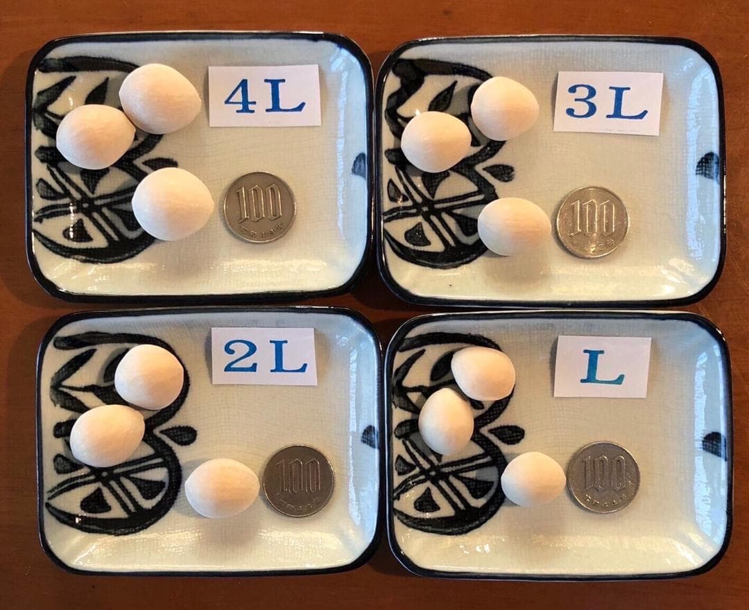 Kikuo Miyoshi 藤九郎 銀杏 祖父江産 4L 5kg