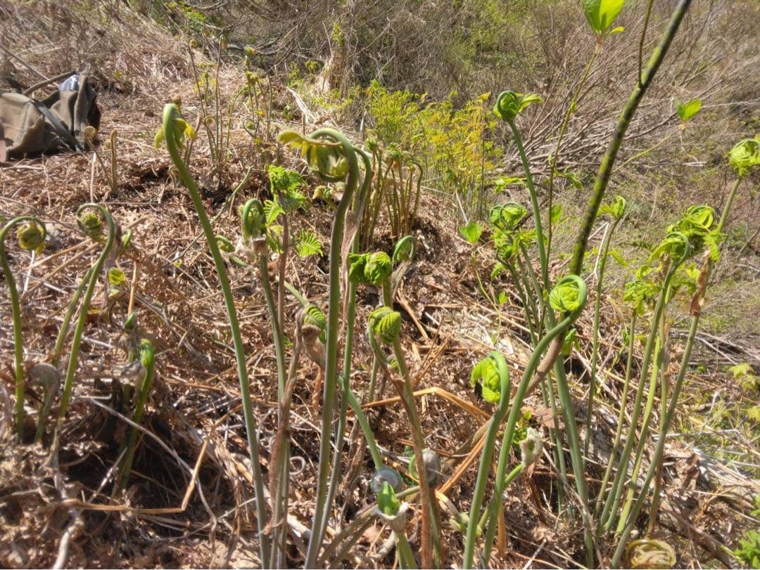 十日町産乾燥ぜんまい1kg