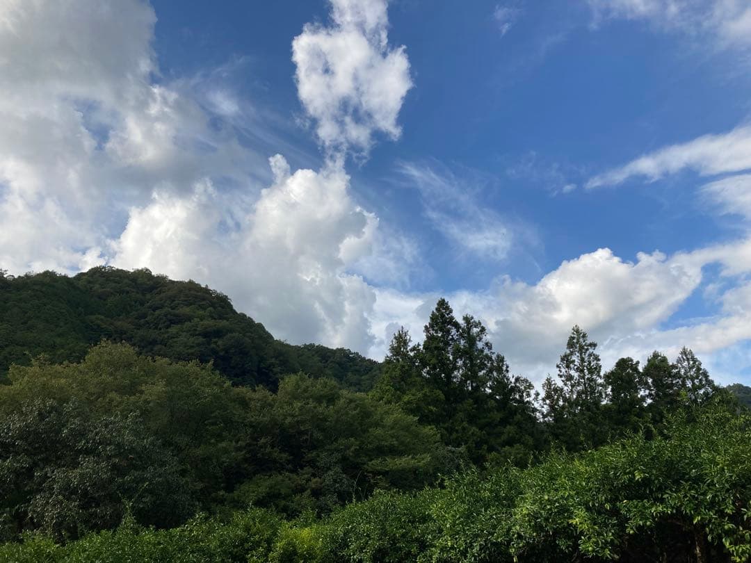 完全無農薬　ゆず　柚子　箱込み10kgちょっと入ります！