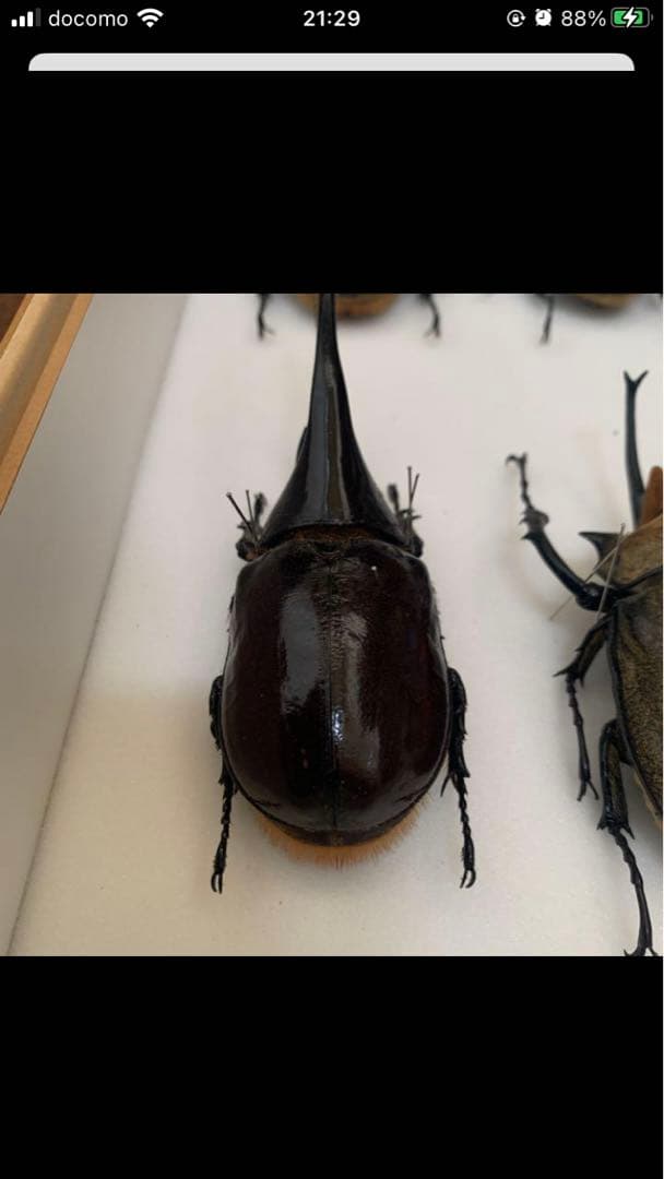 ネプチューンオオカブト♂野外品標本