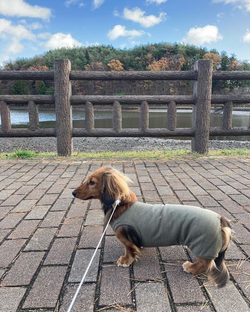 ダックスフンド　商品受付ページ　ロンパース　犬服　わんこ服　カーキー　ダックス