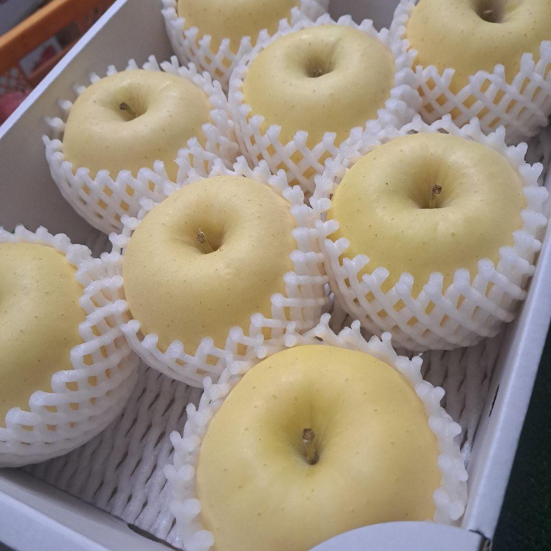 ひまわりです。