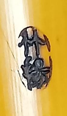 【琴古流 尺八】竹揚 三印 中継ぎ 長さ約68㎝