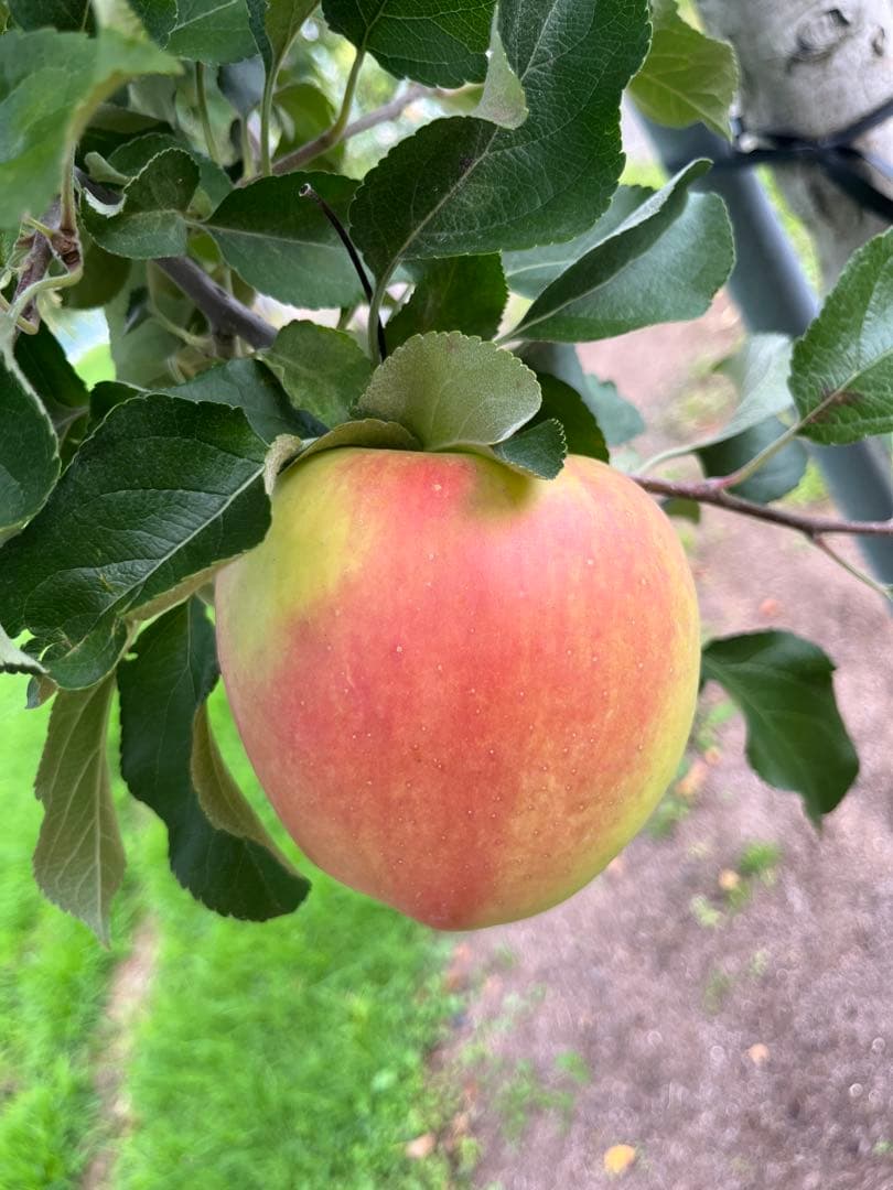 ちゃあ子ページ✨10kg