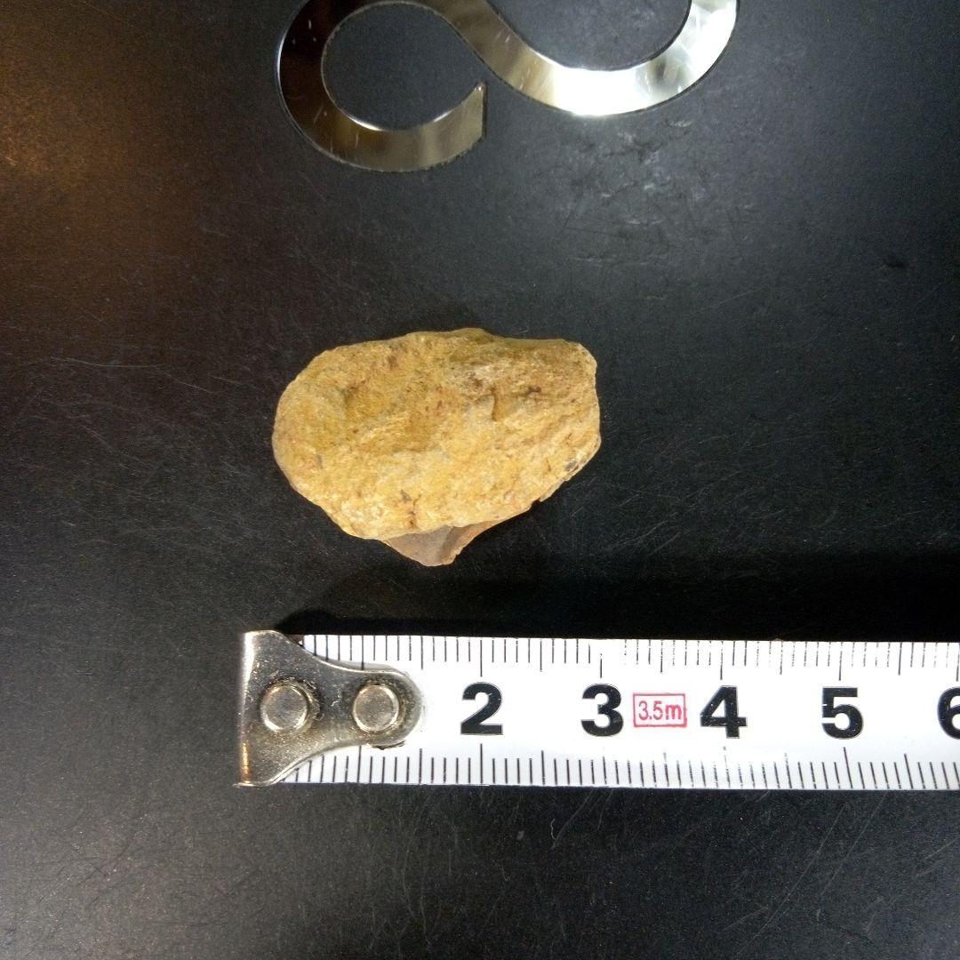 三葉虫　化石　fossil　ボリビア産　trilobite　Bolivia化石③