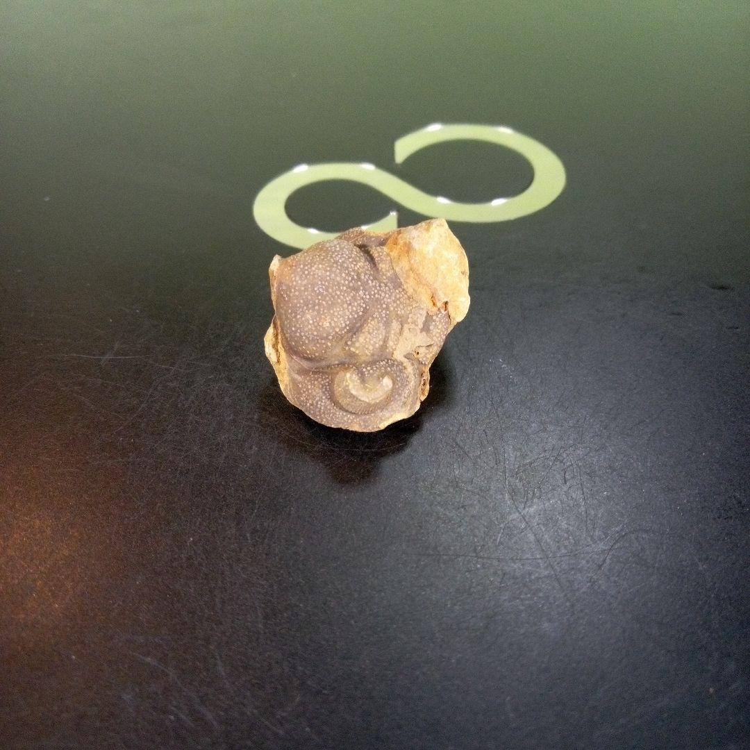 三葉虫　化石　fossil　ボリビア産　trilobite　Bolivia化石③