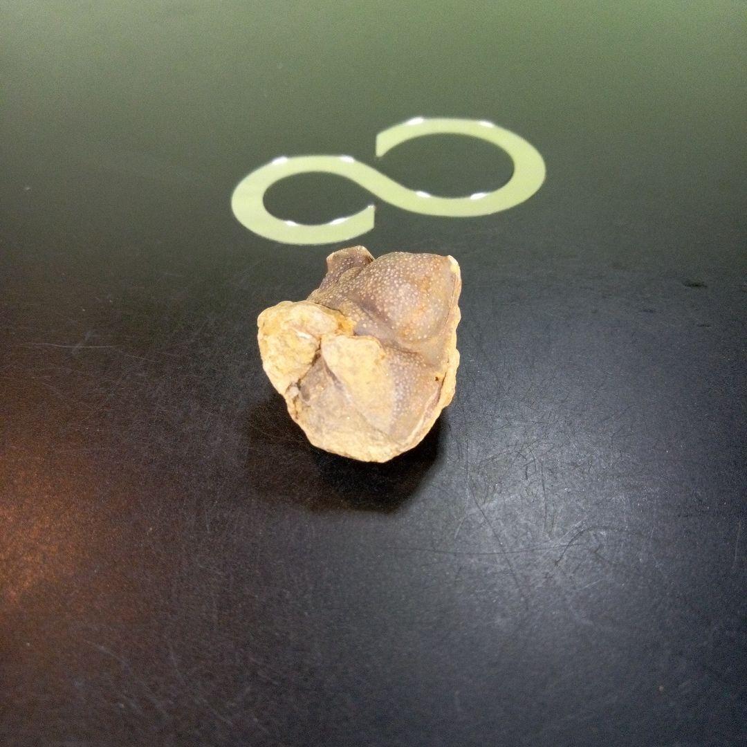 三葉虫　化石　fossil　ボリビア産　trilobite　Bolivia化石③