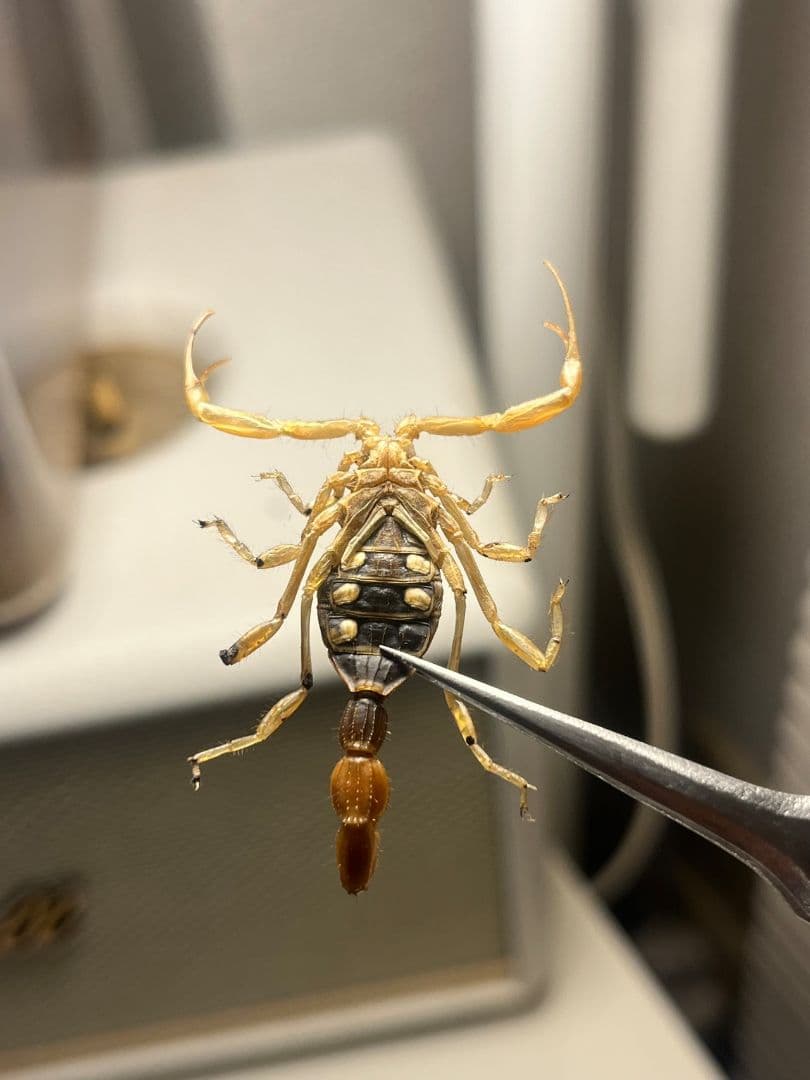 【標本】スーザンシールドテールドスコーピオン 昆虫標本　サソリ
