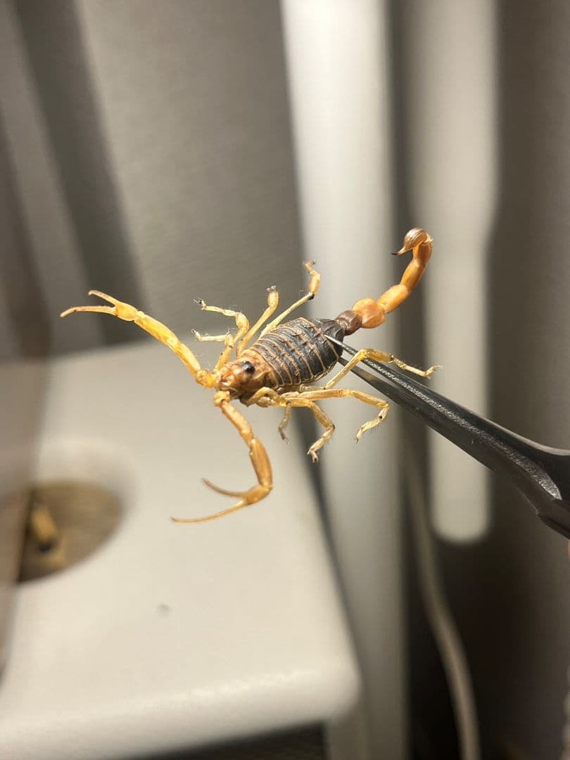 【標本】スーザンシールドテールドスコーピオン 昆虫標本　サソリ