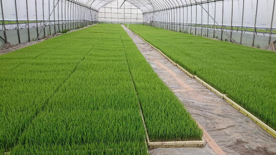 コシヒカリ 20kg 白米 減農薬 精米済み お米